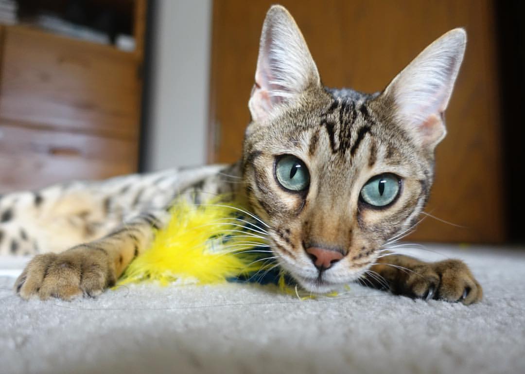 开云体育APP下载-“本土教练培养计划取得显著成效”,教练员培养体系