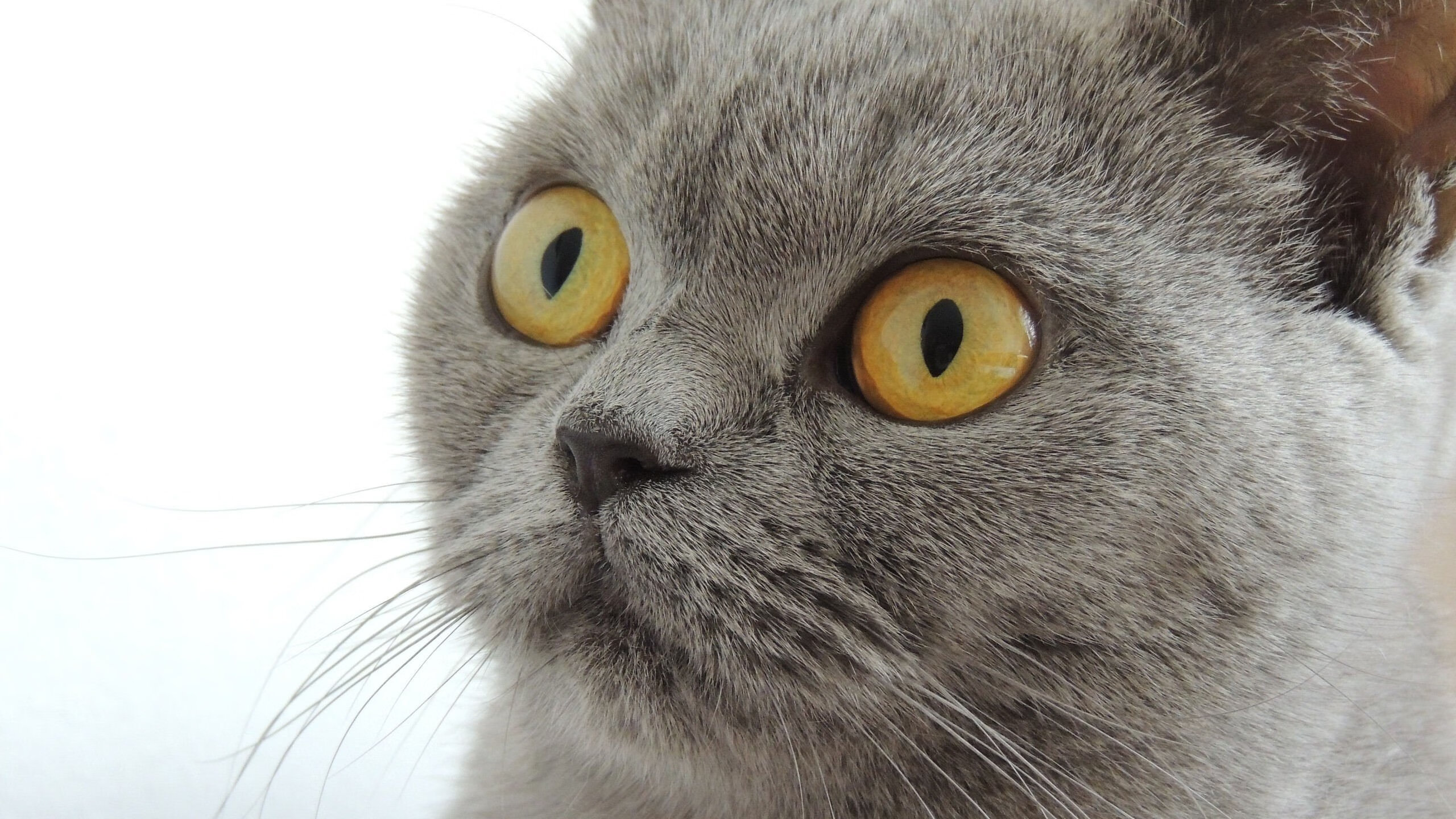 Kaiyun(中国)开云-利物浦用“高压+快速反击”战术逆转赫尔城，取得关键胜利，利物浦攻击线