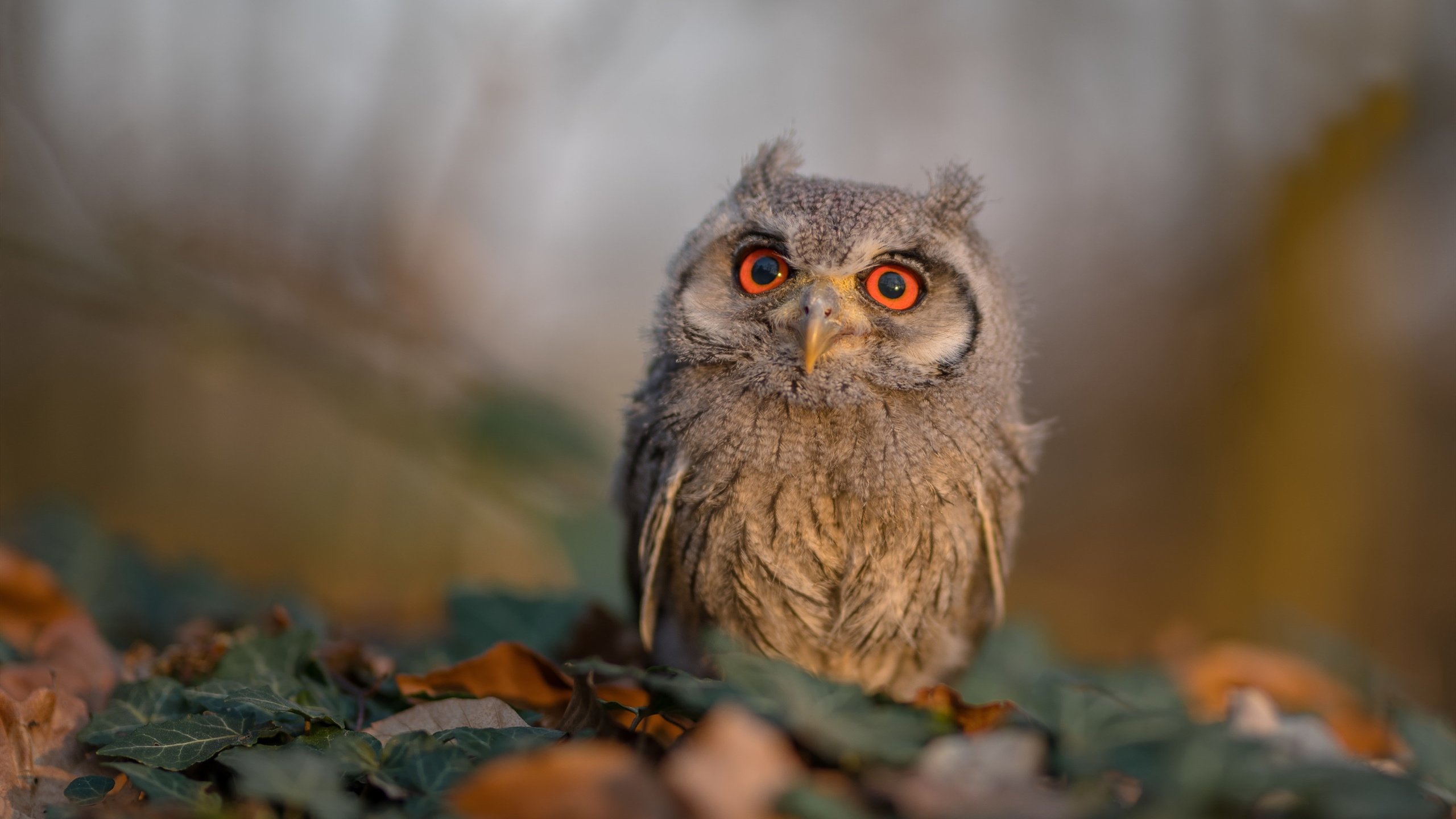 kaiyun官方网站-英超变阵奏效，精彩进球由战术变革带来，英超2021转会最新一览