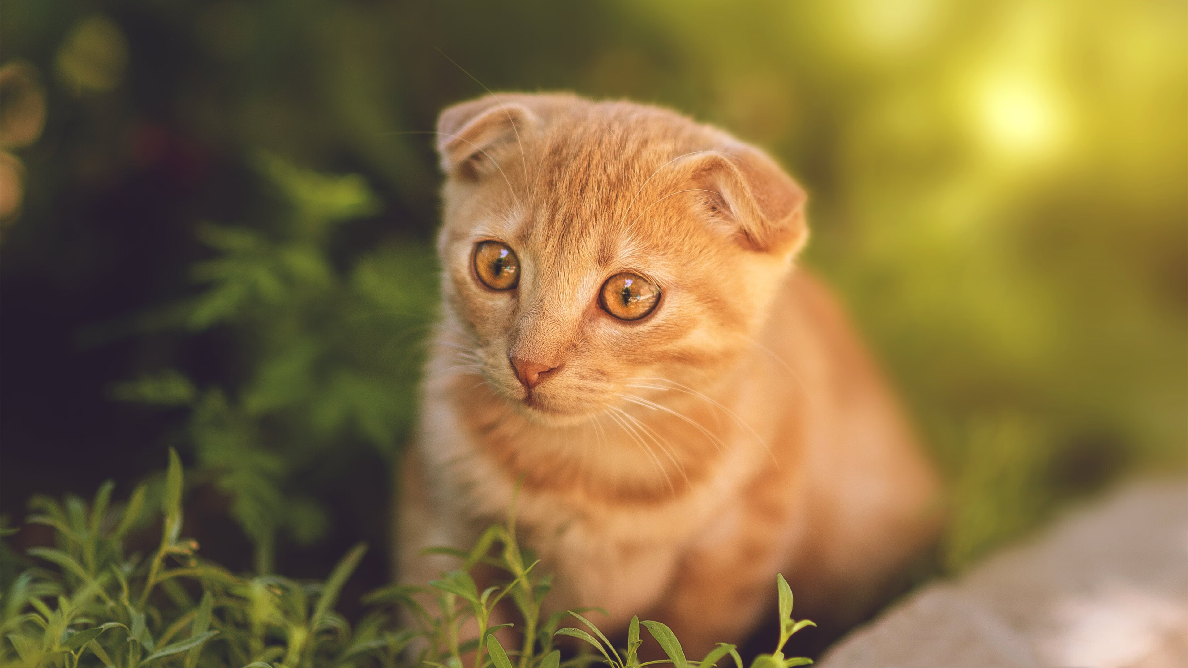 开云官方-英雄联盟 老牌战队状态回暖，英雄联盟各战队人员变动