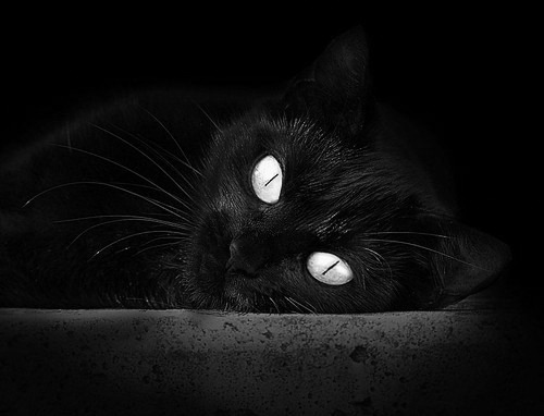 开云·体育官网-C9举办线下粉丝见面会,线下粉丝见面会方案