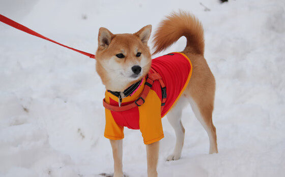 kaiyun中国官方网站-东契奇多次关键球助球队取胜，东契奇多次关键球助球队取胜的原因