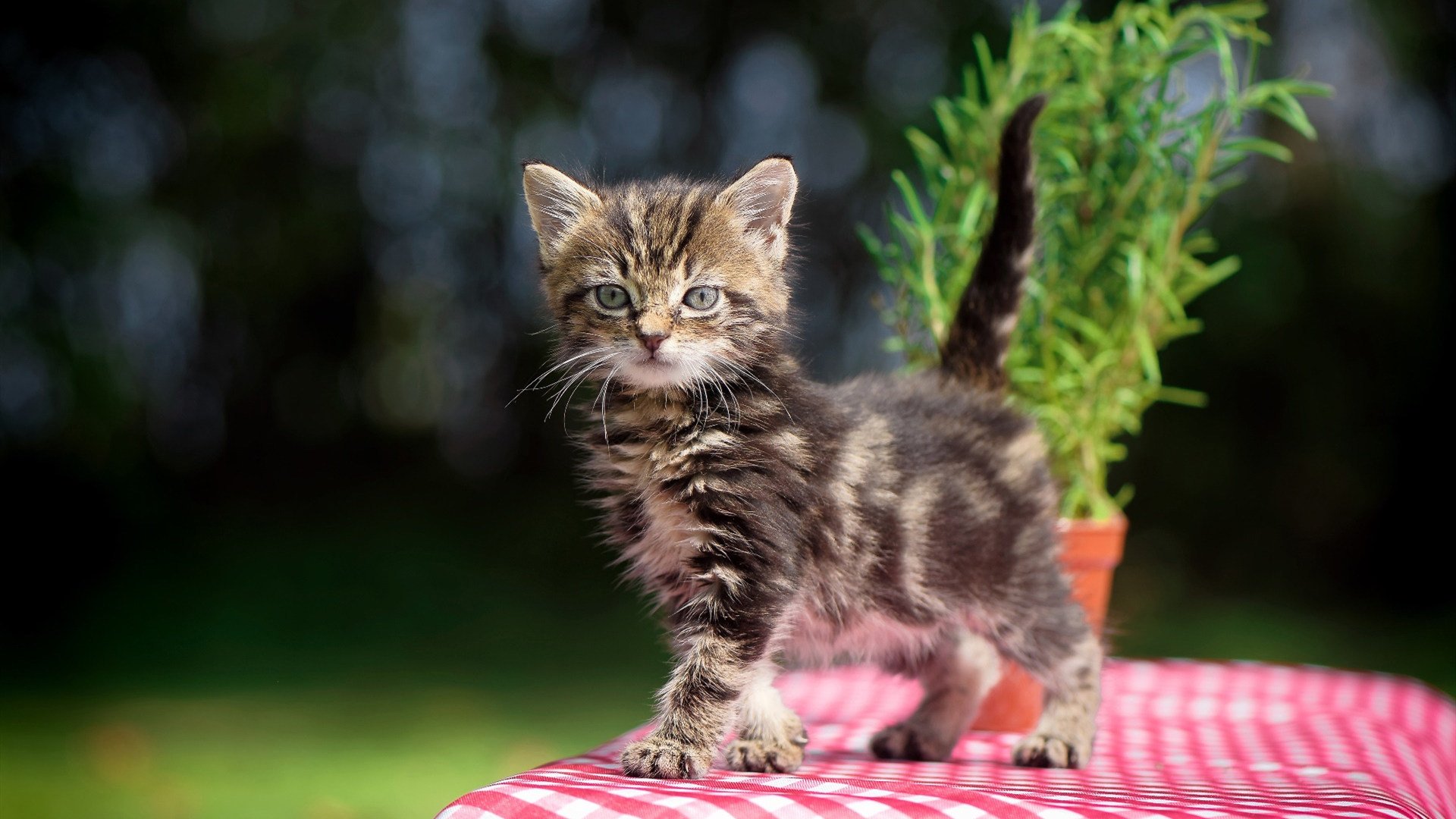 开云网页版-国际足球赛事中球员们努力奋斗,为胜利而战,国际足球比赛名称