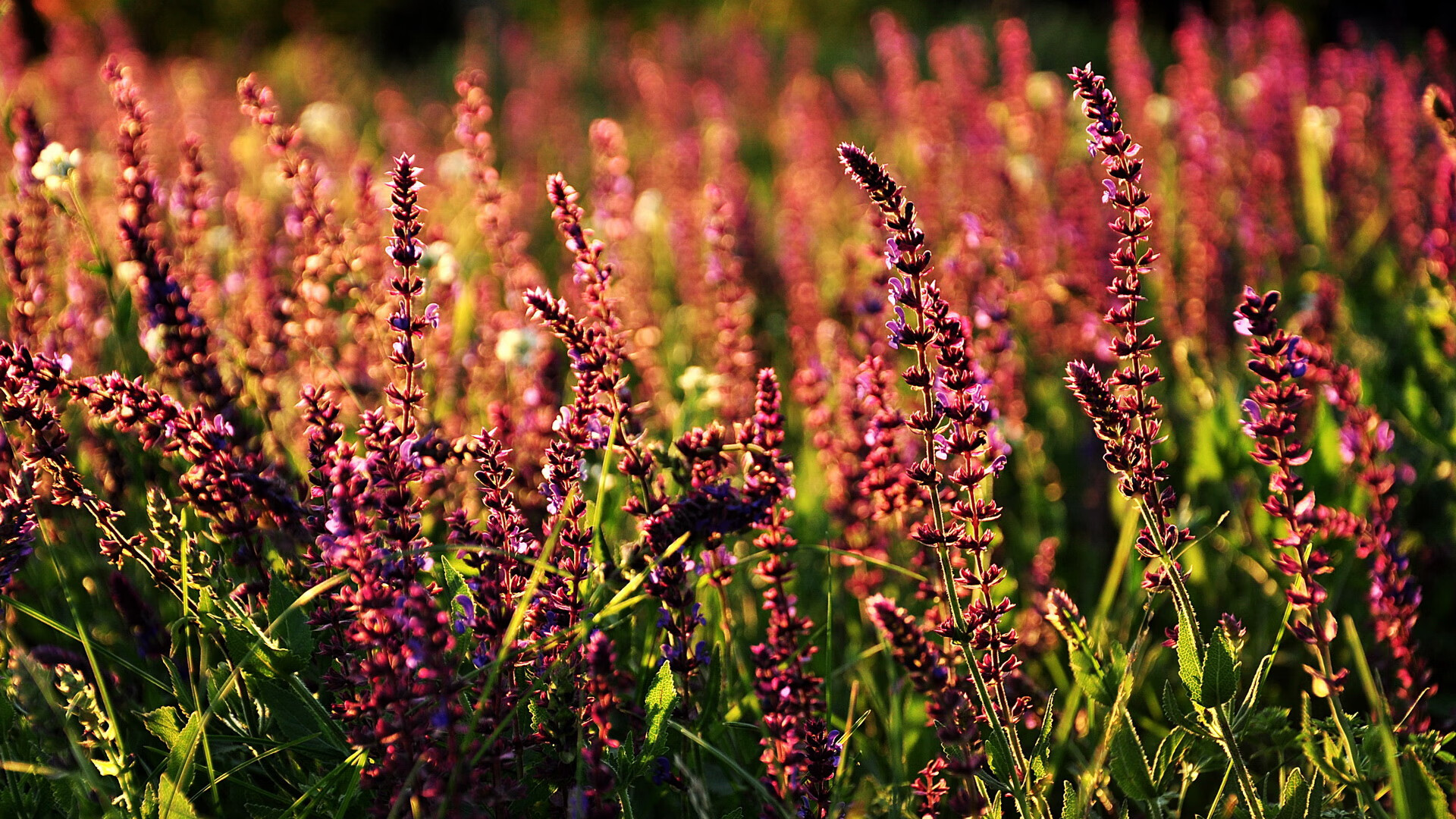 kaiyun开云·官方网站-篮球运动员身体协调性训练方法，篮球协调性训练有哪些动作