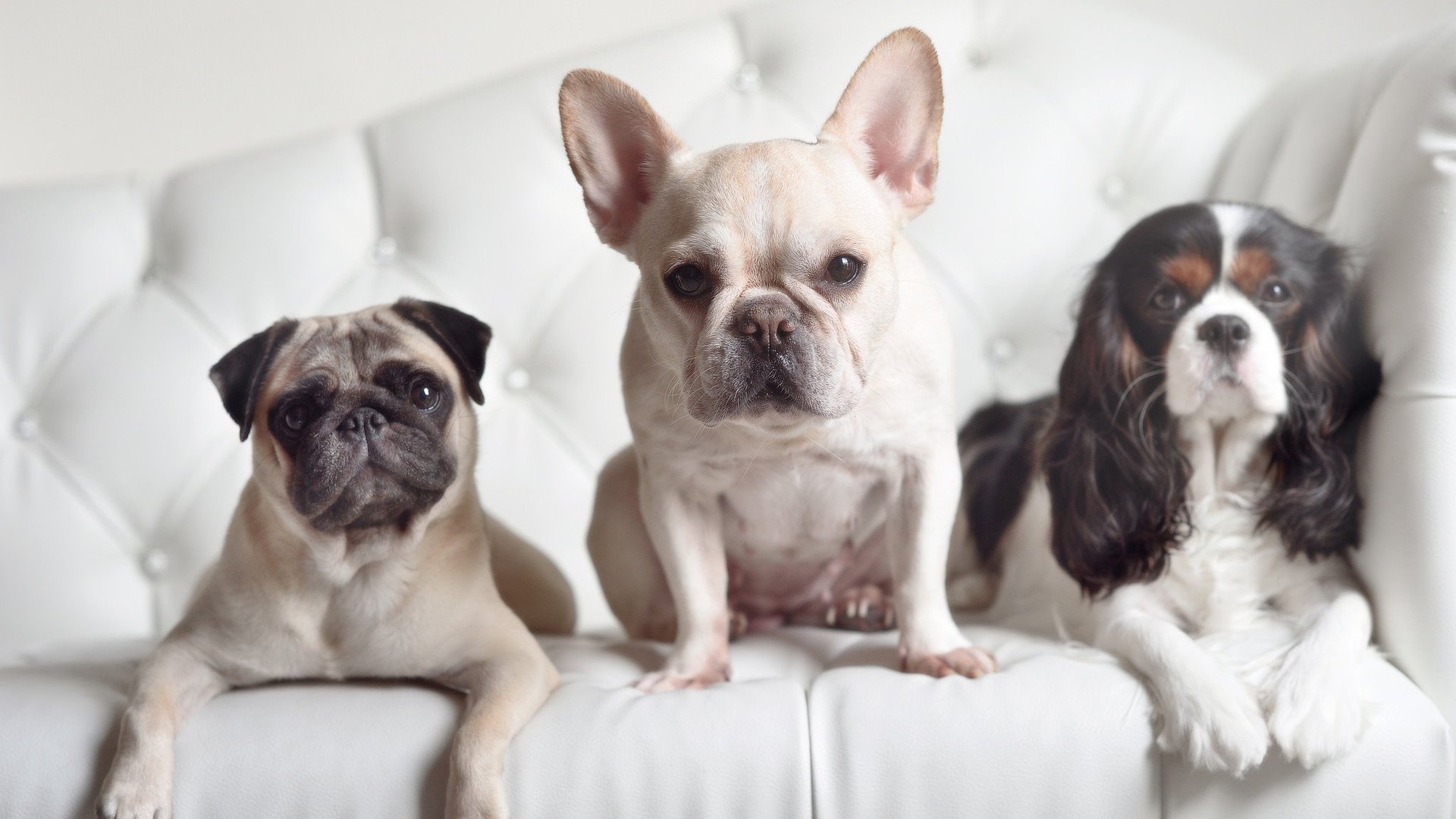 开云官方-荷兰球队险胜法国,拼搏晋级欧国赛八强,荷兰国家队欧洲杯战绩