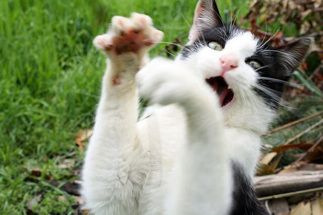 kaiyun登录入口-NBA球员训练计划科学制定与调整,nba球员日常训练项目