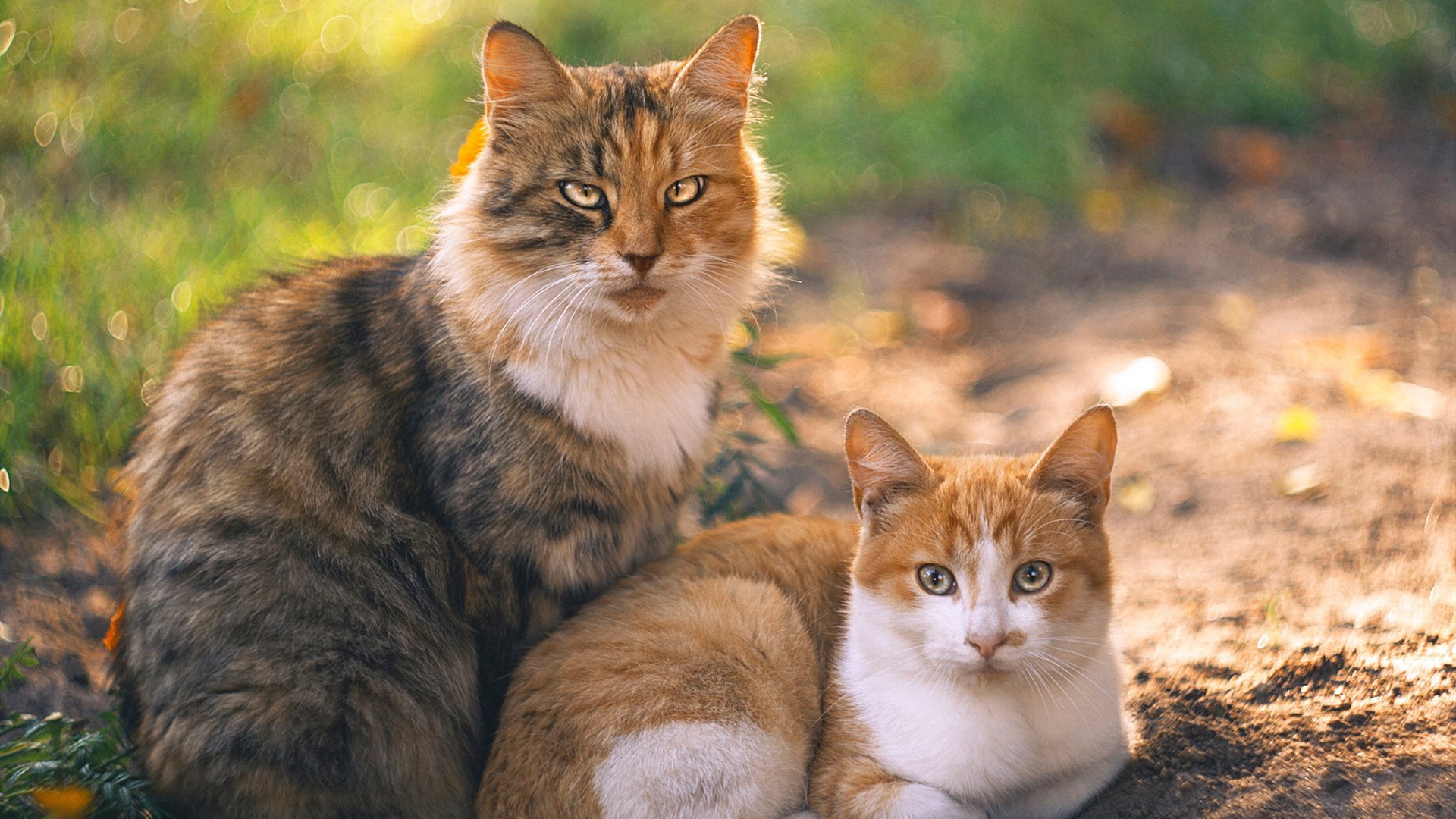 kaiyun登录入口-中国足球训练强度与比赛发挥关系,足球技术对比国足