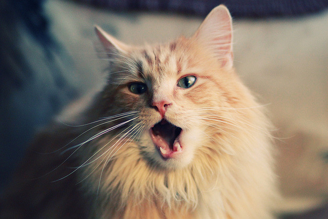 KAIYUN 中国大陆-世界杯预选赛中国足球战败 球迷希望更换战术体系,足球世界杯预选赛中国队战绩