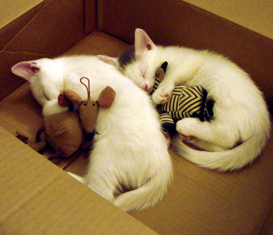 开云官网APP下载-中国男篮重视热身赛战术演练价值,中国男篮热火