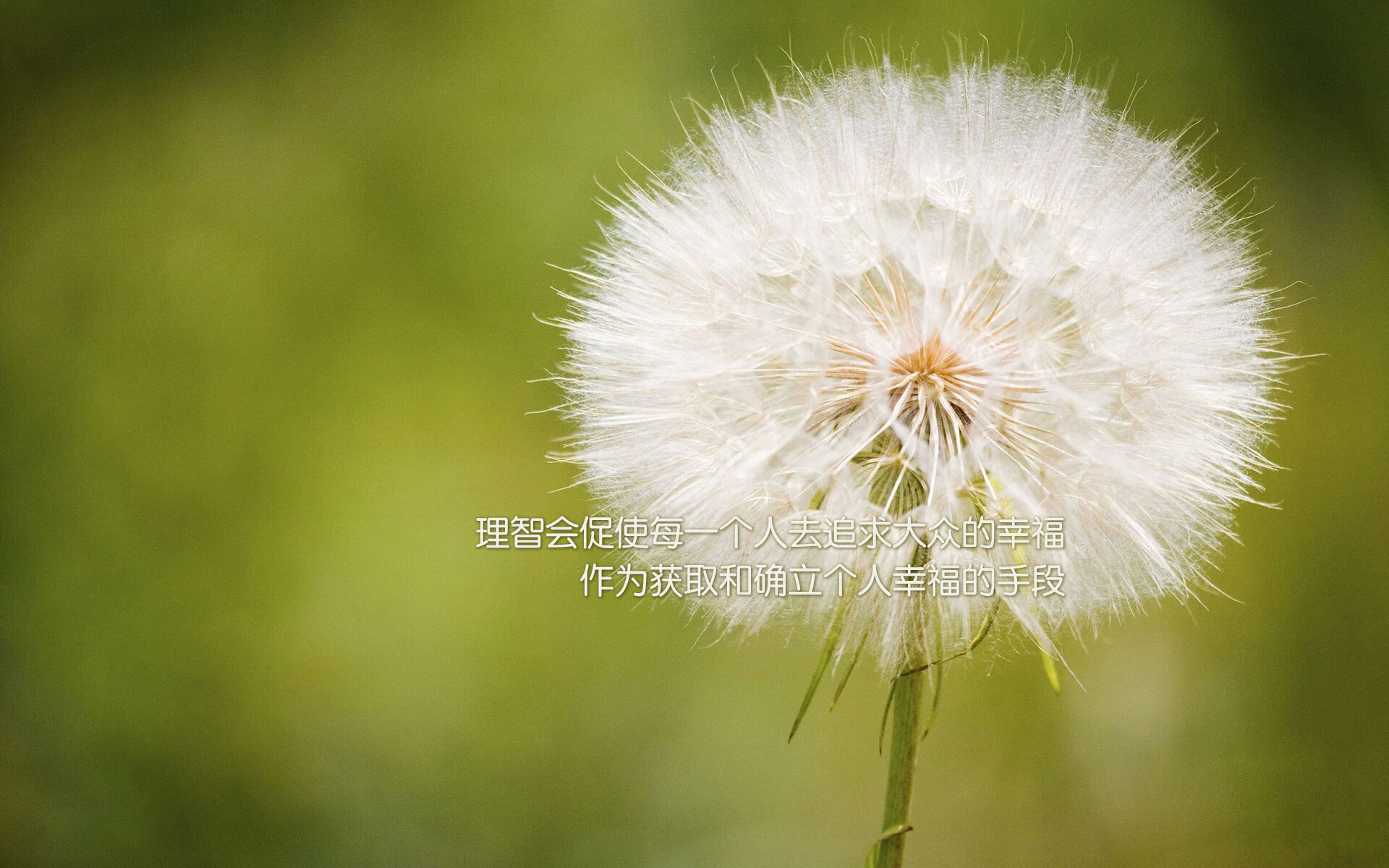 开云中国-全黑队精准传球与快速反击，成橄榄球冠军赛中的杀手锏，橄榄球黑人教练