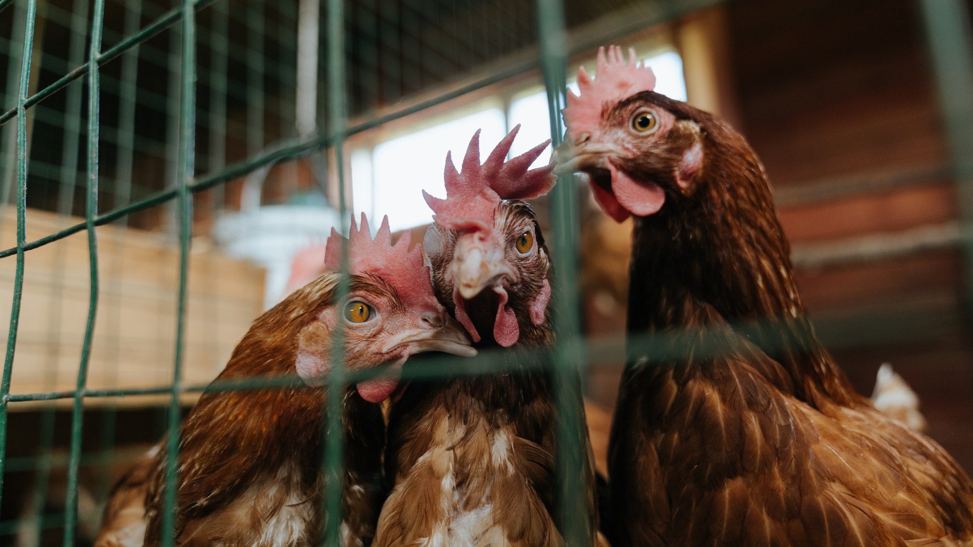 Kaiyun APP-德甲攻守精彩对决:节奏快、精彩不止!,德甲收官战