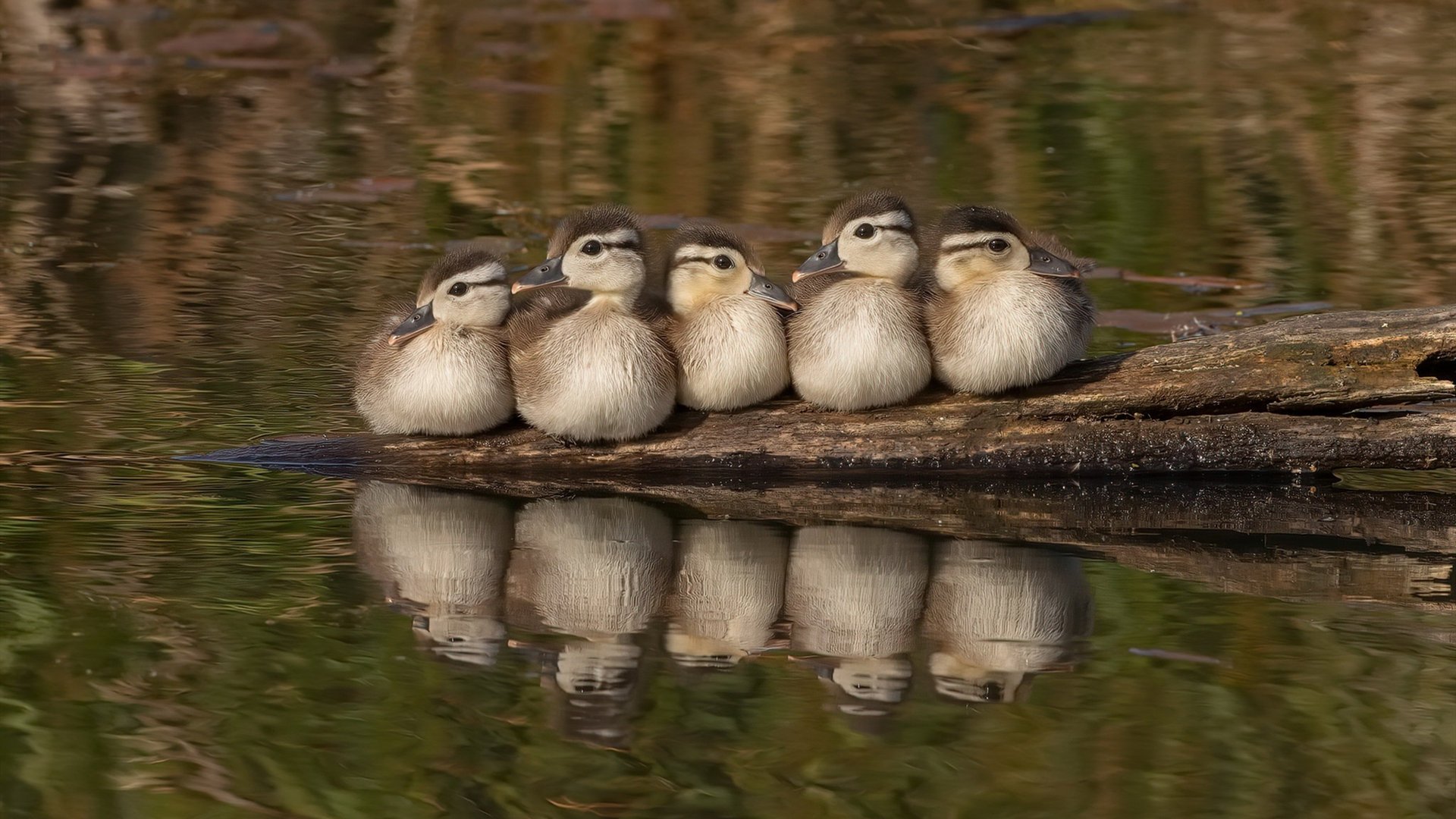开云官方-意甲快速反击:瞬间突破防线的精彩瞬间,意甲防守怎么这么严