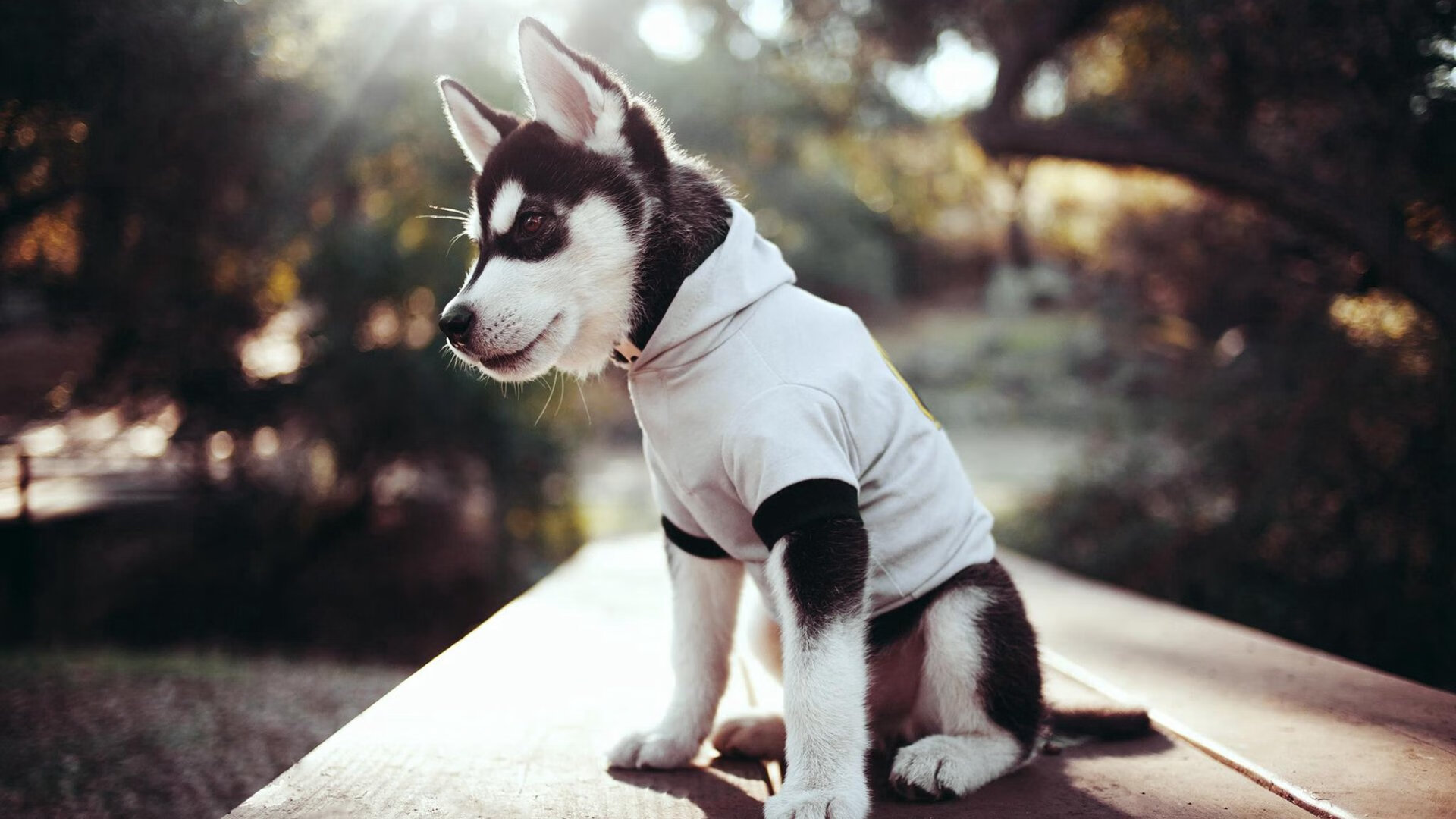 kaiyun体育综合-欧洲杯决胜瞬间:战术变革中的大逆转,欧洲杯决赛争议